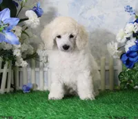 Parker, AKC Champion Sired, a male Poodle - Toy  for sale in Butler, MO – 3 of 4