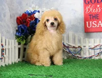 Snoozy, AKC Champion Sired, a male Poodle - Toy  for sale in Butler, MO – 4 of 9