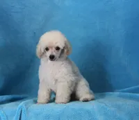 Stan, AKC Champion Sired, a male Poodle - Toy  for sale in Butler, MO – 2 of 7