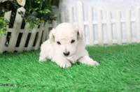 Stan, AKC Champion Sired, a male Poodle - Toy  for sale in Butler, MO – 4 of 4