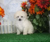 Dewey, AKC Champion Sired, a male Poodle - Toy  for sale in Butler, MO – 2 of 4
