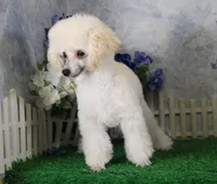 Stan, AKC Champion Sired, a male Poodle - Toy  for sale in Butler, MO – 4 of 9