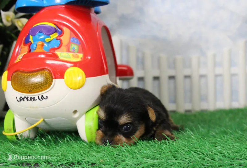 Landon, AKC – Yorkshire Terrier puppy for sale in Butler, MO