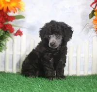 Barbie, AKC Champion Sired, a female Poodle - Toy  for sale in Butler, MO – 4 of 4