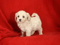 Josh, ICA, a male Maltipoo for sale in Butler, MO – 7 of 8