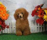 Bingo, AKC Champion Sired, a male Poodle - Toy  for sale in Butler, MO – 3 of 6