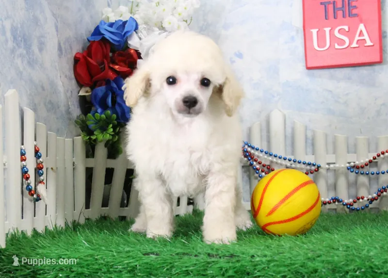 Ranger, AKC Champion Sired – Poodle - Toy  puppy for sale in Butler, MO