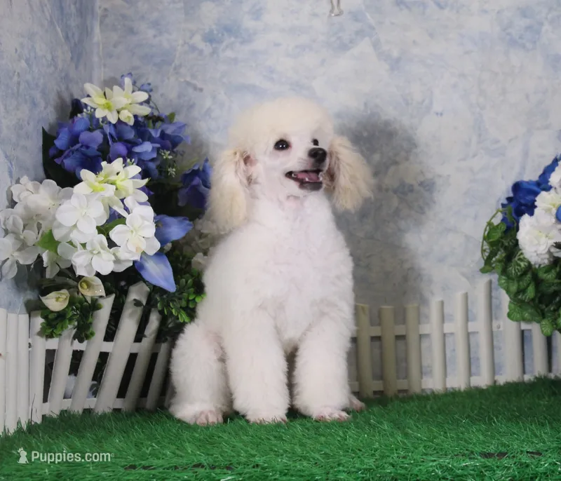 Sampson, AKC Champion Sired – Poodle - Toy  puppy for sale in Butler, MO