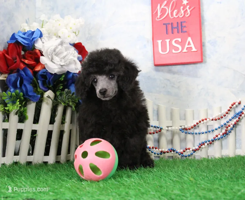 Razz – Poodle - Toy  puppy for sale in Butler, MO