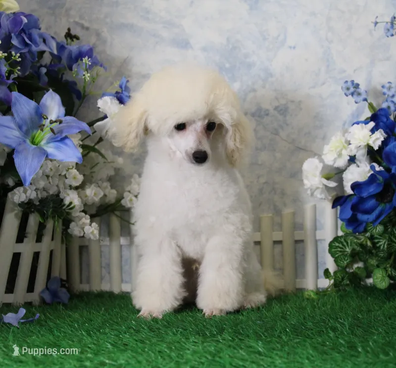 Ranger, AKC Champion Sired – Poodle - Toy  puppy for sale in Butler, MO