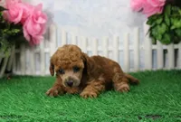 Bubbles, AKC Champion Sired, a female Poodle - Toy  for sale in Butler, MO – 3 of 6