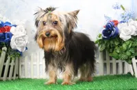 Hobo, AKC, a male Yorkshire Terrier for sale in Butler, MO – 4 of 9