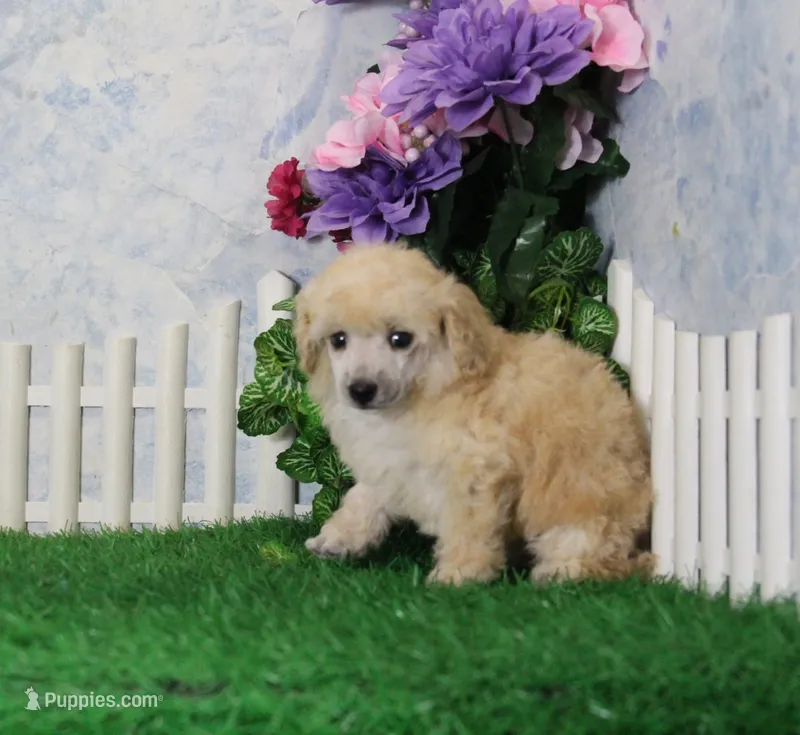 Jewel, AKC Champion Sired – Poodle - Toy  puppy for sale in Butler, MO