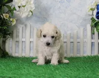 Ranger, AKC Champion Sired, a male Poodle - Toy  for sale in Butler, MO – 2 of 5