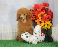 Bingo, AKC Champion Sired, a male Poodle - Toy  for sale in Butler, MO – 5 of 6