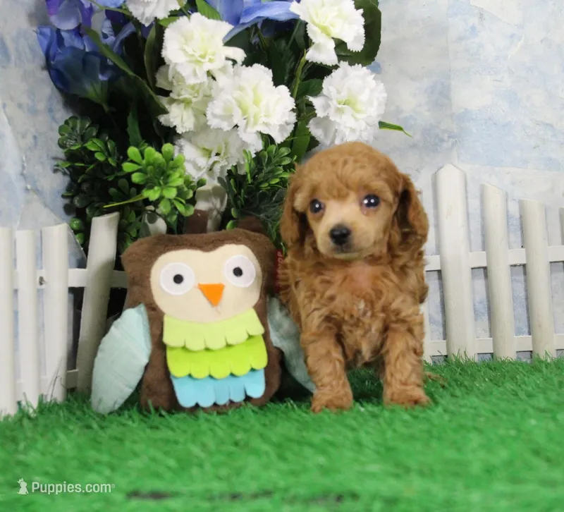 Chase, AKC Champion Sired – Poodle - Toy  puppy for sale in Butler, MO