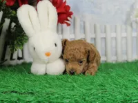 Chase, AKC Champion Sired, a male Poodle - Toy  for sale in Butler, MO – Photo 1 of 6