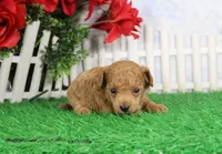 Chase, AKC Champion Sired, a male Poodle - Toy  for sale in Butler, MO – Photo 3 of 6