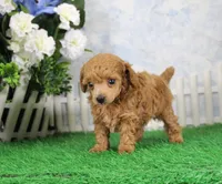 Chase, AKC Champion Sired, a male Poodle - Toy  for sale in Butler, MO – 5 of 8
