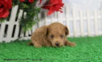Chase, AKC Champion Sired, a male Poodle - Toy  for sale in Butler, MO – Photo 4 of 6