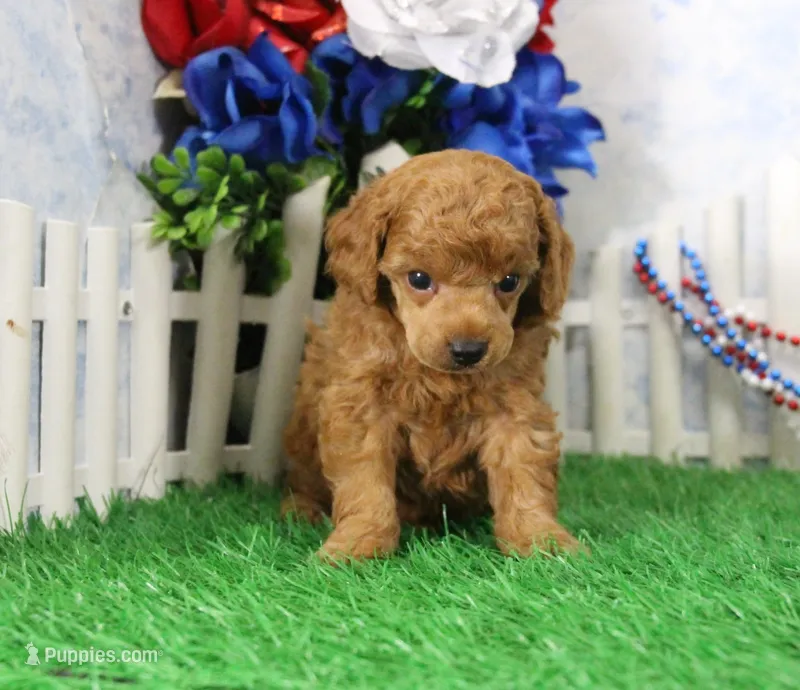 Freddy, AKC Champion Sired – Poodle - Toy  puppy for sale in Butler, MO