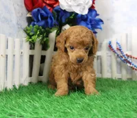 Freddy, AKC Champion Sired, a male Poodle - Toy  for sale in Butler, MO – 1 of 4