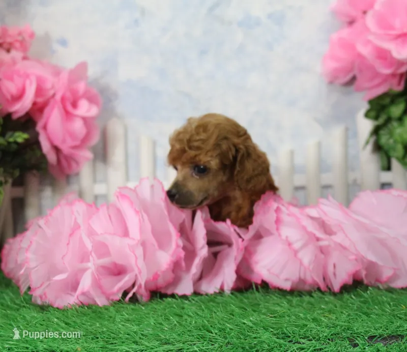 Bubbles, AKC Champion Sired – Poodle - Toy  puppy for sale in Butler, MO