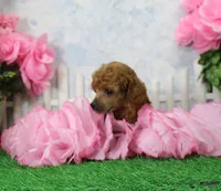 Bubbles, AKC Champion Sired, a female Poodle - Toy  for sale in Butler, MO – 1 of 6