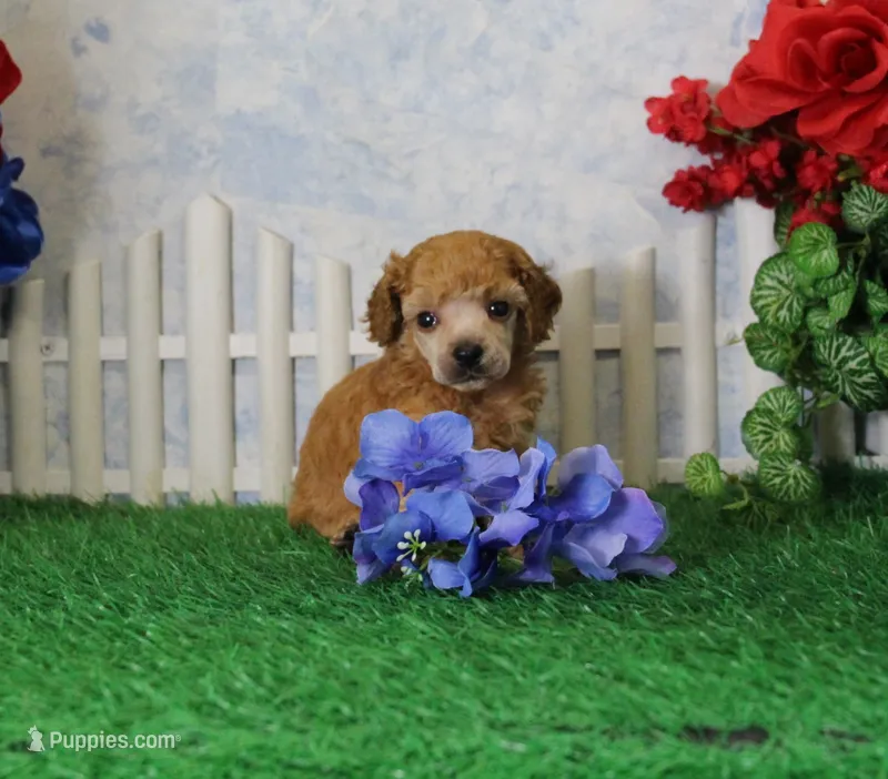 Bailey, AKC Champion Sired – Poodle - Toy  puppy for sale in Butler, MO