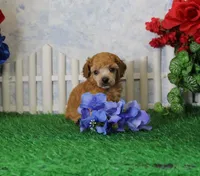 Bailey, AKC Champion Sired, a male Poodle - Toy  for sale in Butler, MO – 1 of 4