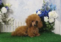 Skipper, AKC Champion Sired, a male Poodle - Toy  for sale in Butler, MO – 1 of 6