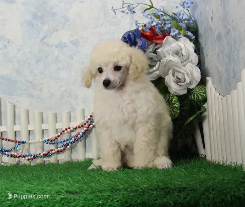 Ranger, AKC Champion Sired – Poodle - Toy  puppy for sale in Butler, MO