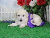 Doria, AKC Champion Sired, a female Poodle - Toy  for sale in Butler, MO – Photo 3 of 6
