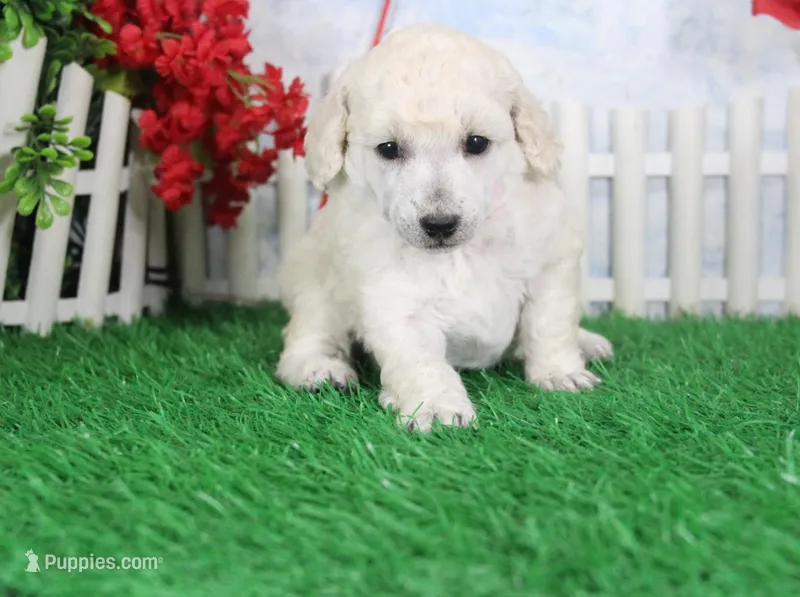 Doria, AKC Champion Sired