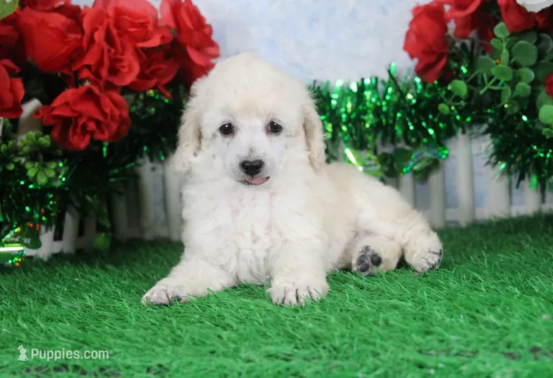 Doria, AKC Champion Sired