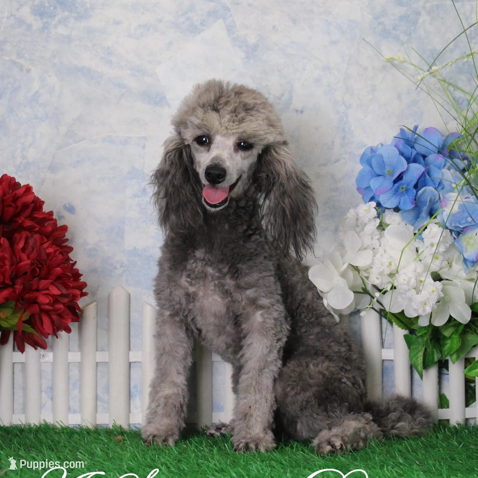 Doria, AKC Champion Sired, a female Poodle - Toy  for sale in Butler, MO – Photo 6 of 6