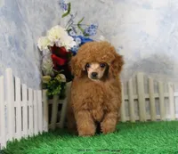Freddy, AKC Champion Sired, a male Poodle - Toy  for sale in Butler, MO – 3 of 7