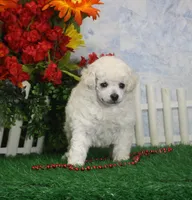 Merrie, AKC Grand Champion Sired, a female Poodle - Toy  for sale in Butler, MO – 3 of 4