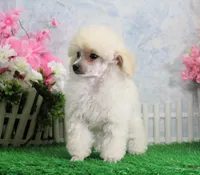 Evie, AKC Champion Sired, a female Poodle - Toy  for sale in Butler, MO – Photo 4 of 6