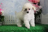 Evie, AKC Champion Sired, a female Poodle - Toy  for sale in Butler, MO – Photo 1 of 6