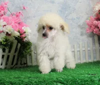 Evie, AKC Champion Sired, a female Poodle - Toy  for sale in Butler, MO – Photo 2 of 6