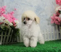 Evie, AKC Champion Sired, a female Poodle - Toy  for sale in Butler, MO – Photo 3 of 6