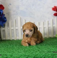 Bailey, AKC Champion Sired, a male Poodle - Toy  for sale in Butler, MO – 2 of 4