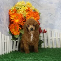 Rusty, AKC Champion Sired, a male Poodle - Toy  for sale in Butler, MO – 3 of 4
