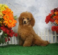 Bingo, AKC Champion Sired, a male Poodle - Toy  for sale in Butler, MO – 1 of 6