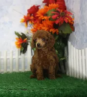 Rascal, AKC Champion Sired, a male Poodle - Toy  for sale in Butler, MO – 2 of 4