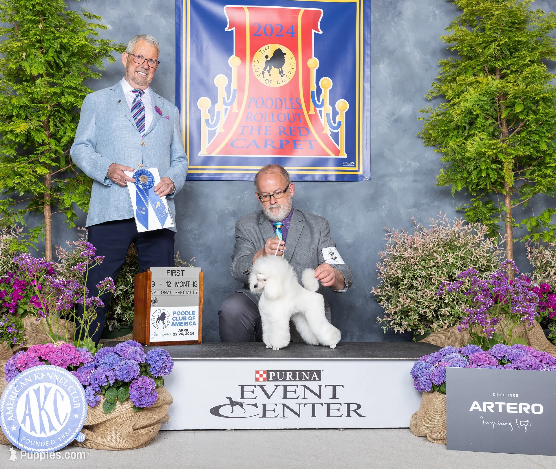 Shazam, AKC Champion Sired, a male Poodle - Toy  for sale in Butler, MO – 5 of 6