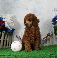 Banjo, AKC Champion Sired, a male Poodle - Toy  for sale in Butler, MO – 4 of 4