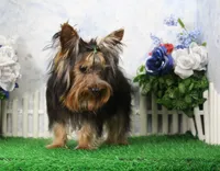 Hobo, AKC, a male Yorkshire Terrier for sale in Butler, MO – 1 of 9