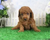 Marlo, AKC Champion Sired, a male Poodle - Toy  for sale in Butler, MO – 2 of 4